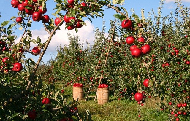 Środki ochrony roślin w uprawach owoców